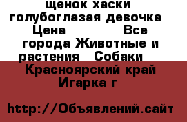 щенок хаски  голубоглазая девочка › Цена ­ 12 000 - Все города Животные и растения » Собаки   . Красноярский край,Игарка г.